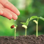 Manfaat Belajar Tentang Pentingnya Oksigen Dan Tanaman Membangun Pemahaman Hidup Dan Tanggung Jawab Lingkungan Sejak Dini